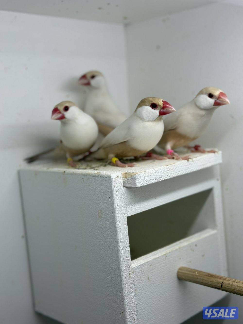 للبيع جاوا1