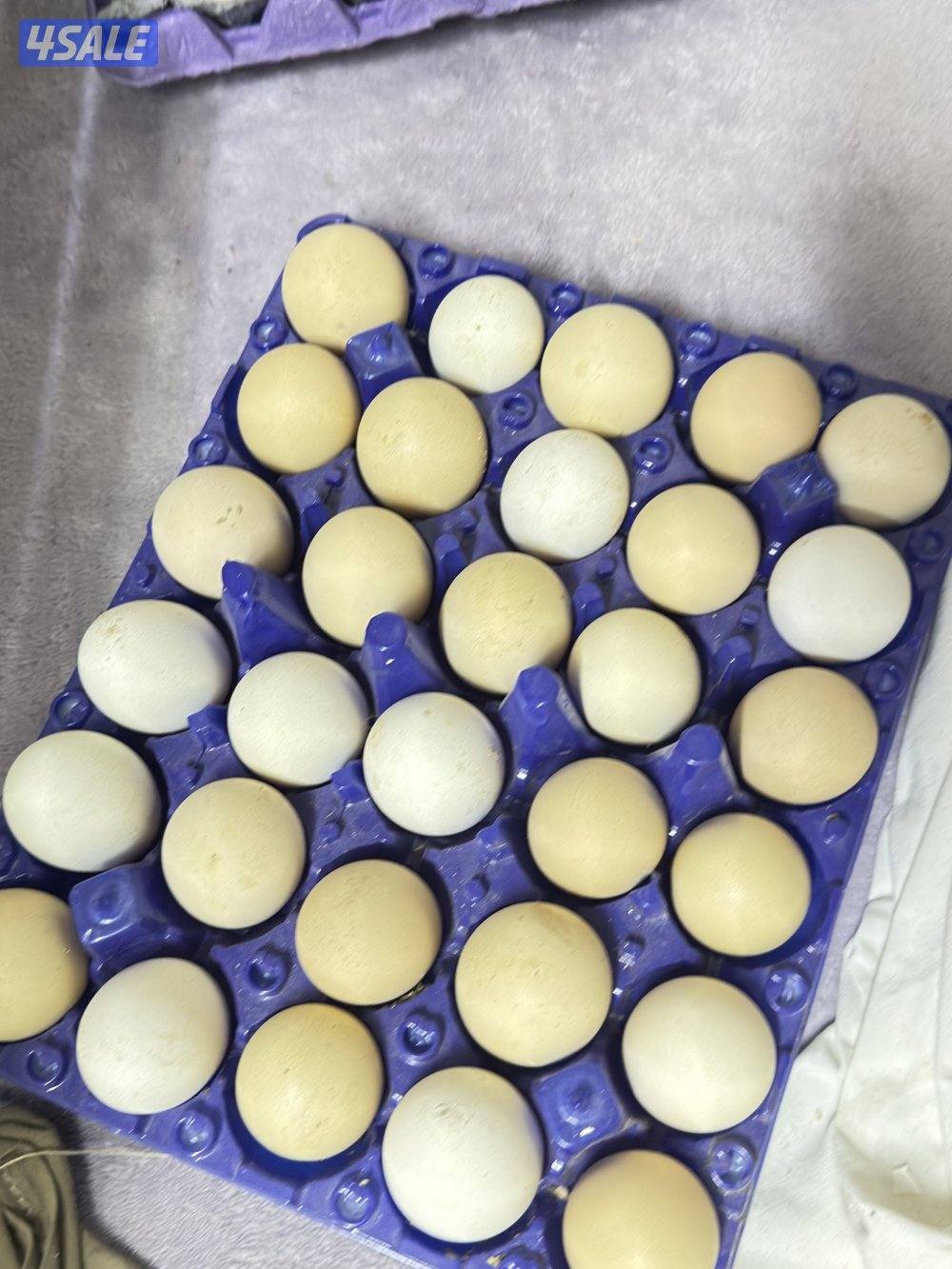 للبيع مشروع انتاج دواجن فقاسة الرابطة 1056 بيضة + حضانات مجهزة1