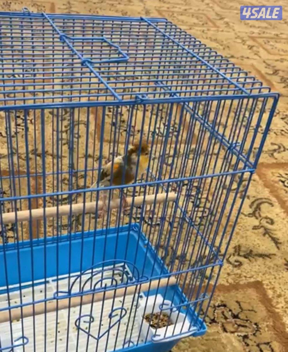 للبيع كناري تغريد قوي0