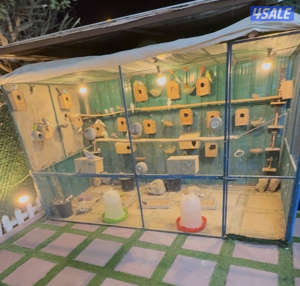 البيع مع لقفاص واغراضهم0