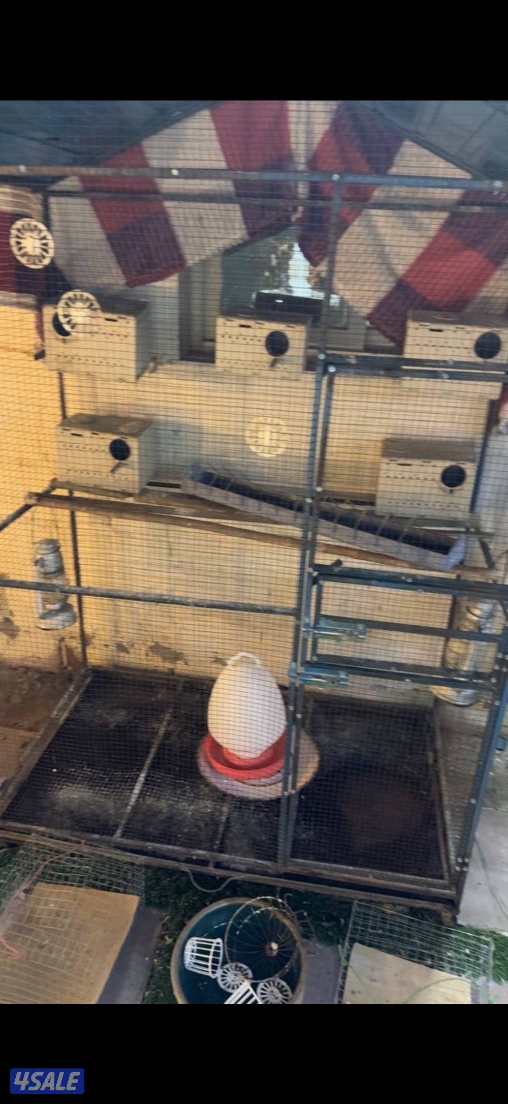 البيع مع لقفاص واغراضهم1