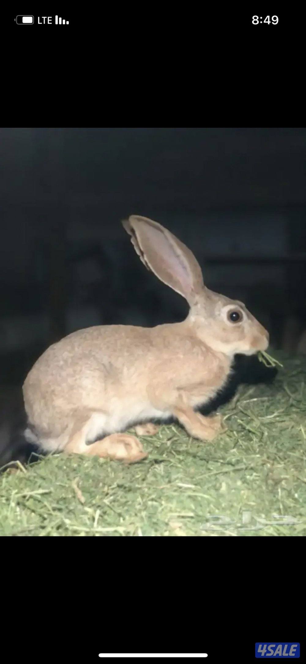 ارانب بريه شماليه0