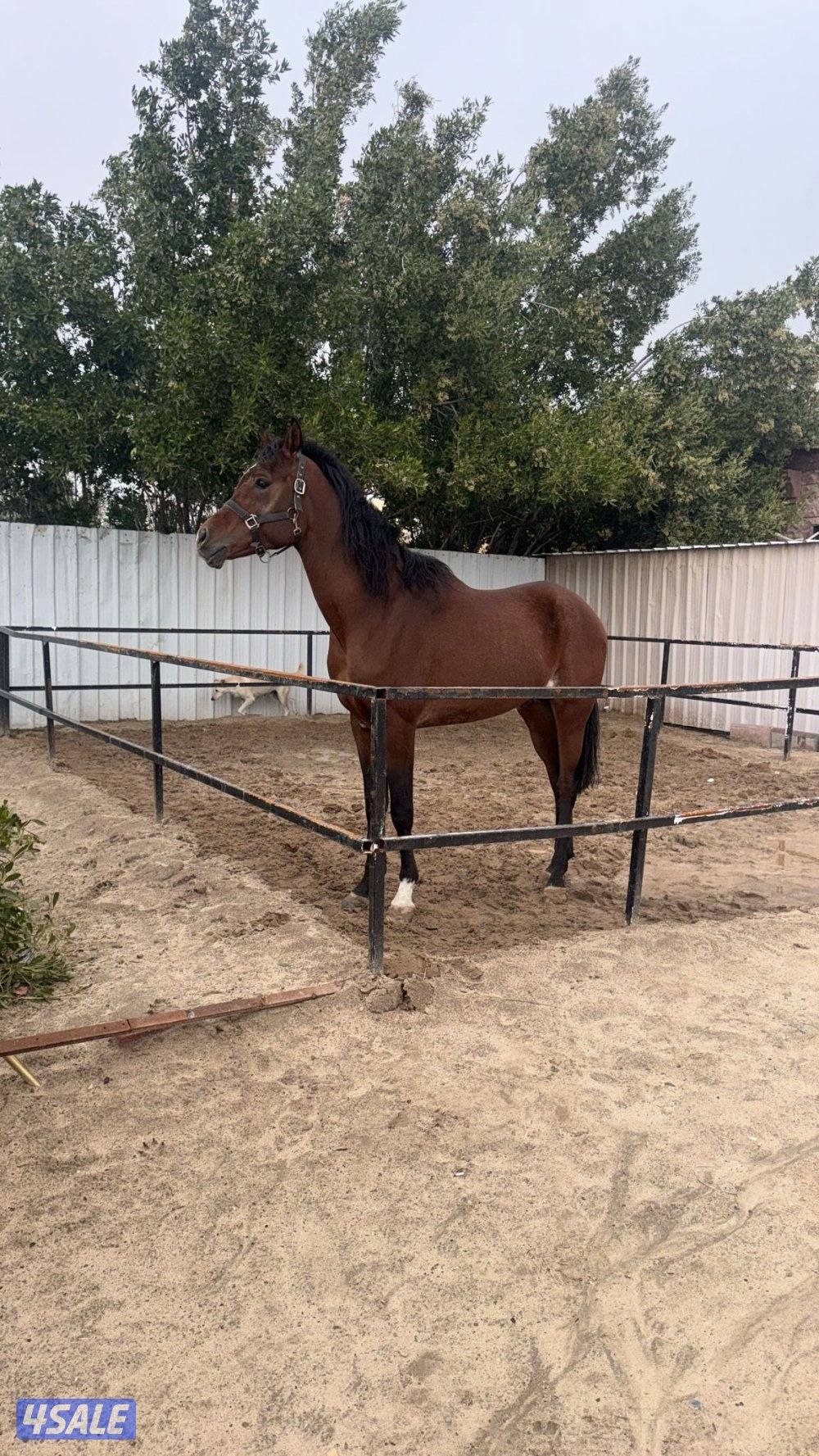 للبيع حصان بلدي العمر ٥ سنوات معسوف البيع مع سرج ومصراع الحصان قطعه0