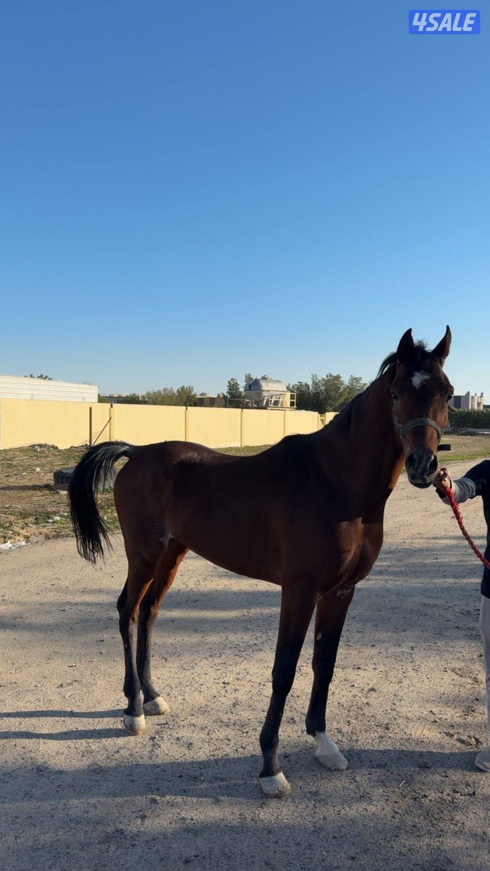 للبيع حصان بلدي العمر ٥ سنوات معسوف البيع مع سرج ومصراع الحصان قطعه1