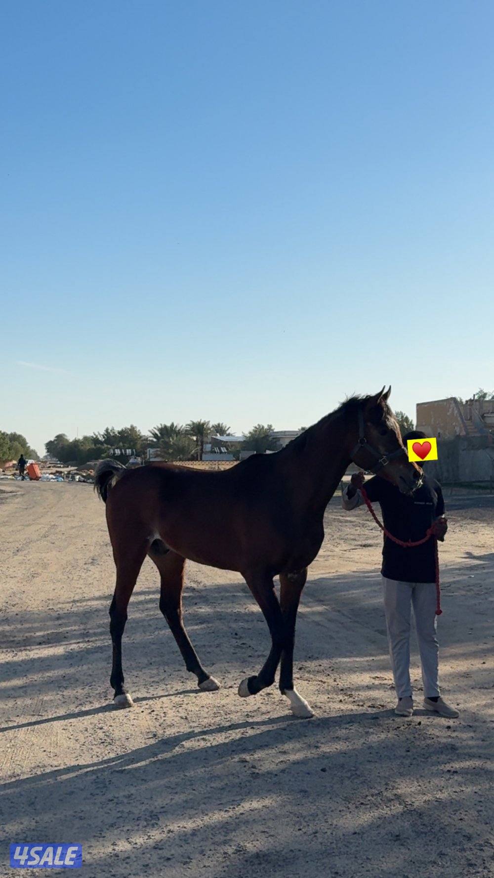 للبيع حصان بلدي العمر ٥ سنوات معسوف البيع مع سرج ومصراع الحصان قطعه2
