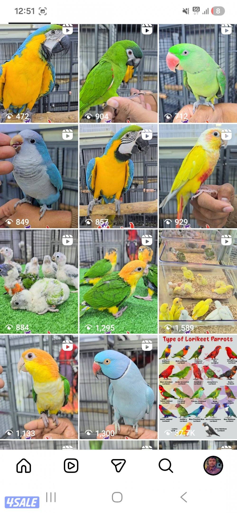 🐦 جميع أنواع الطيور متوفرة لدينا
📸🎯سوق الحمام محل رقم ٢٣🏠0