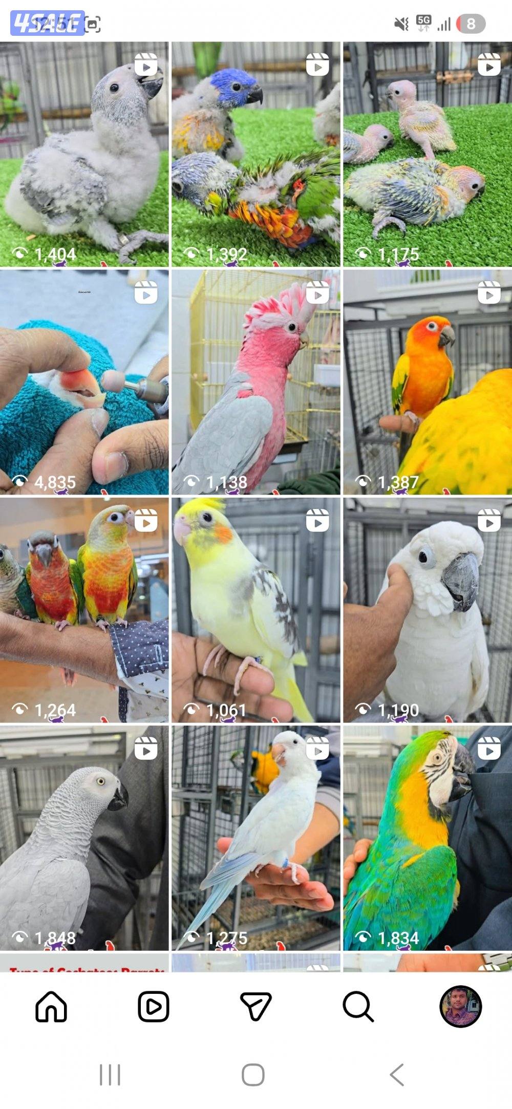 🐦 جميع أنواع الطيور متوفرة لدينا
📸🎯سوق الحمام محل رقم ٢٣🏠1