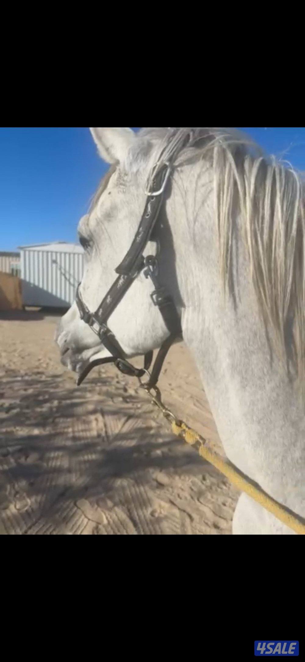 خيل مصري للبيع شرط السلم0