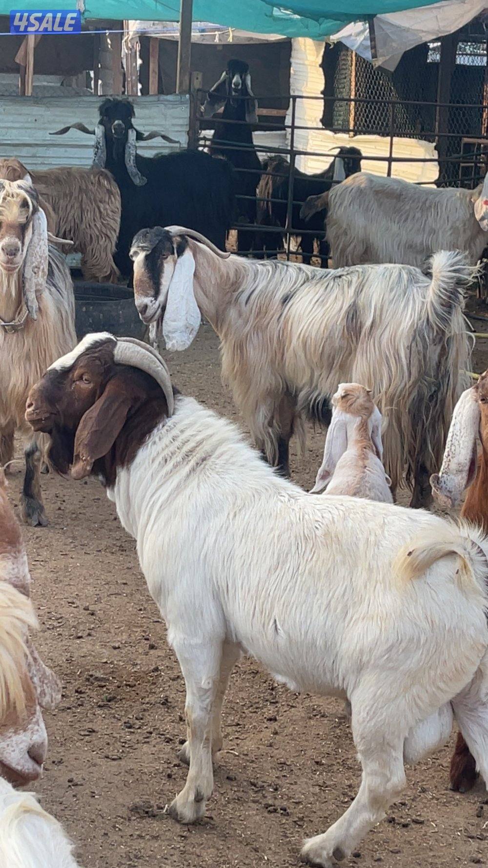 بور قووت صافي الدم1