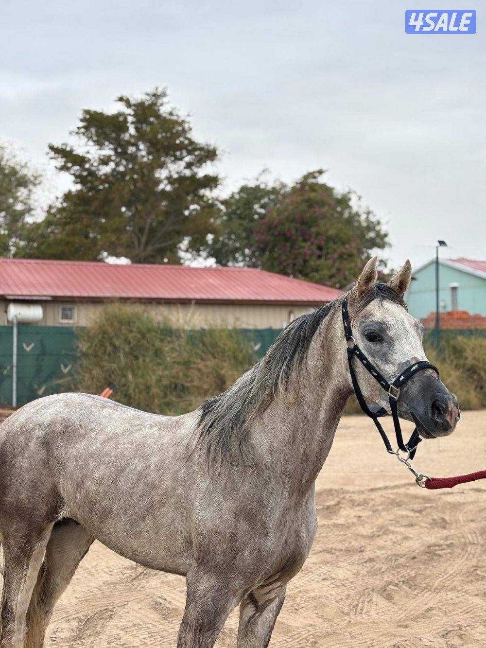 للبيع حصان ٣ سنين و٥ شهور1