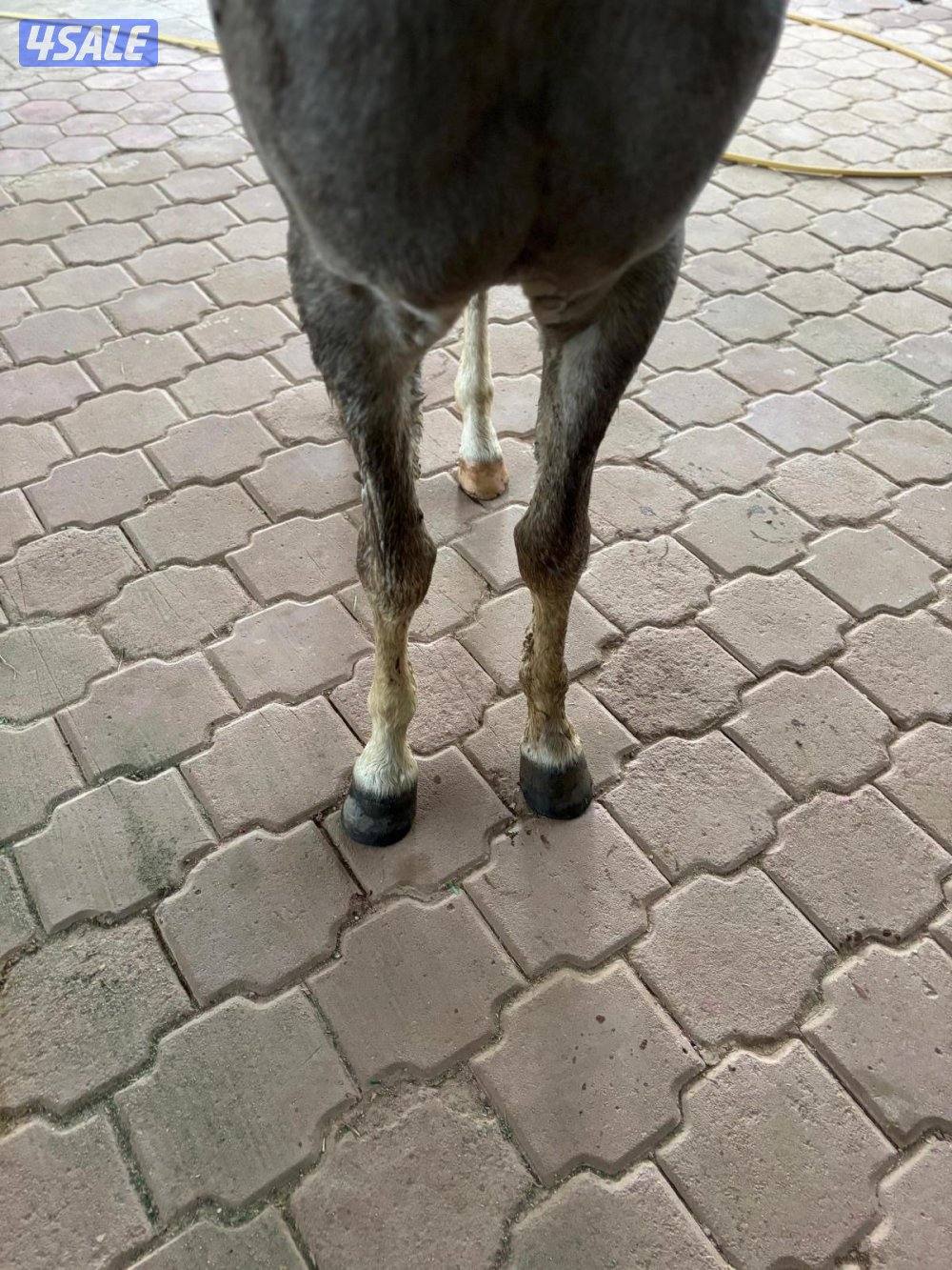 للبيع حصان ٣ سنين و٥ شهور2