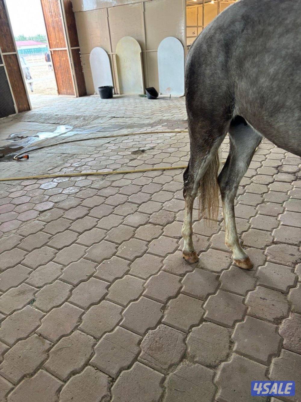 للبيع حصان ٣ سنين و٥ شهور3