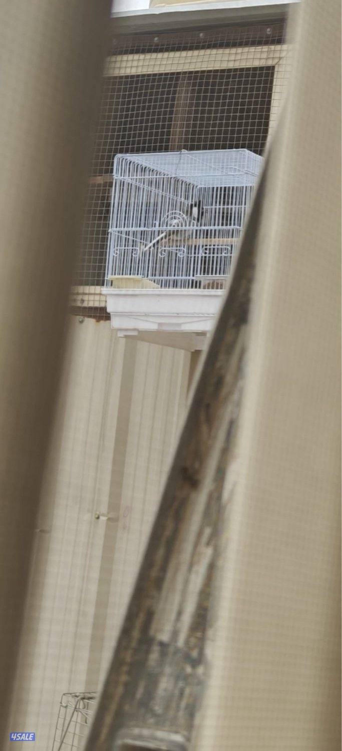 للبيع بلبل ابرق شي قوي0