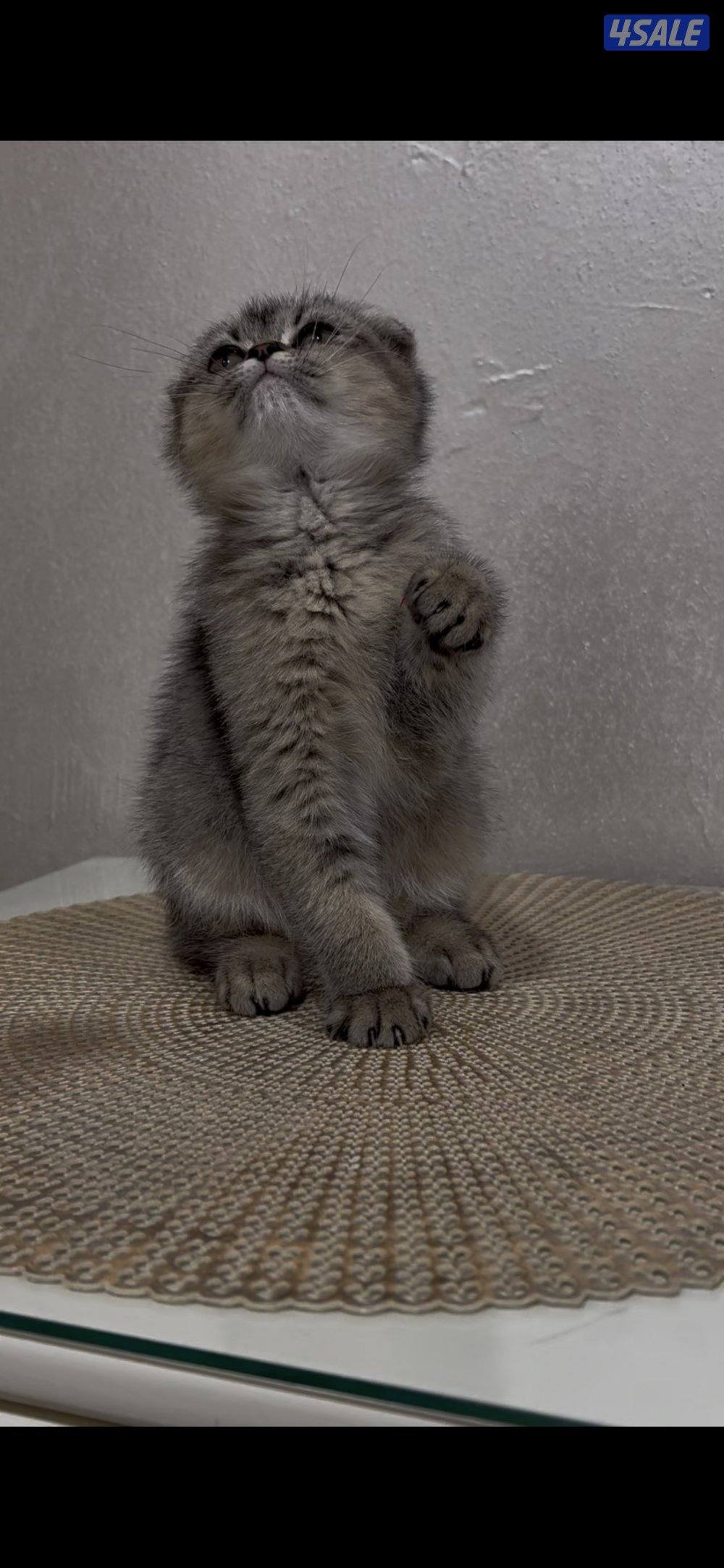 البيع قطوه سكوتش فولد بيور0