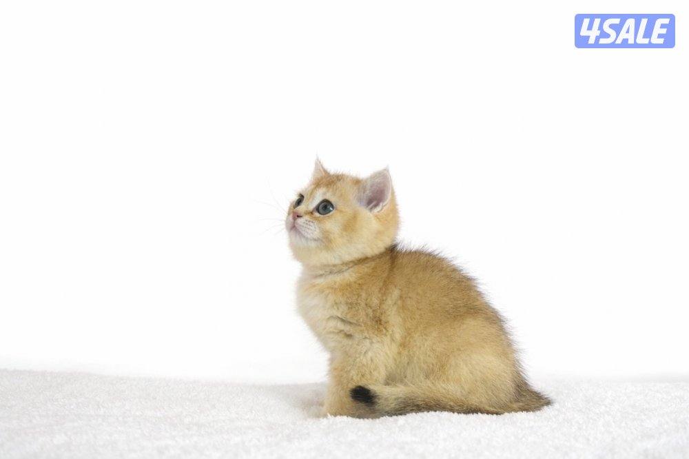 📌للبيع ذكر برتش بيور 📌1