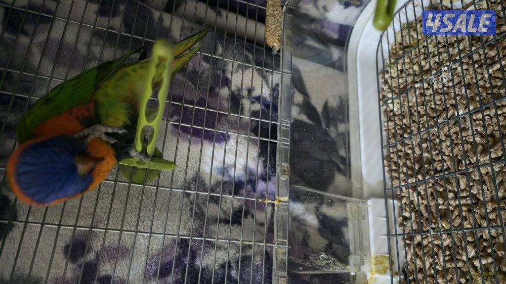 فرخ لوري ذكر0