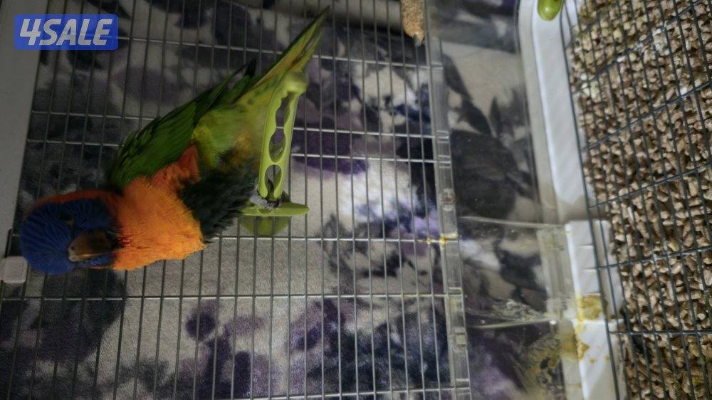 فرخ لوري ذكر1