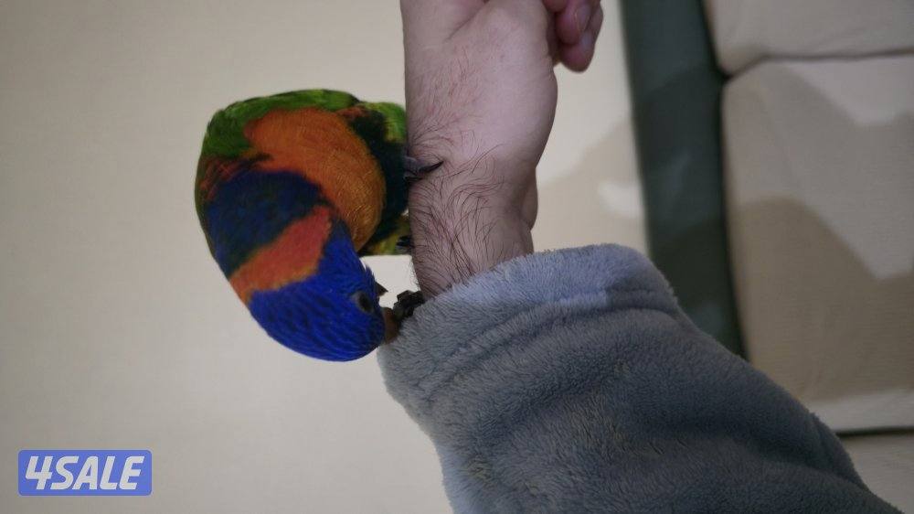 فرخ لوري ذكر3