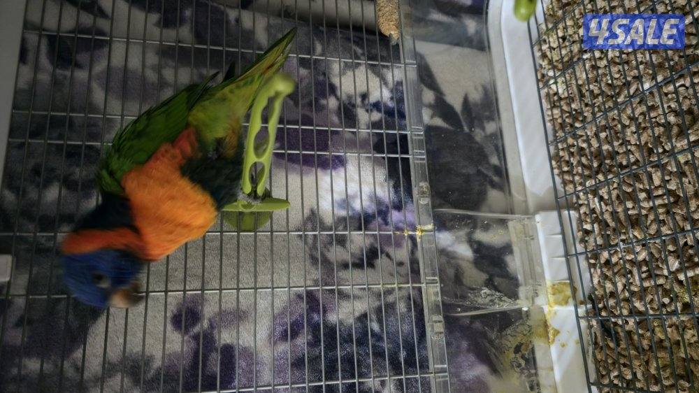 فرخ لوري ذكر2