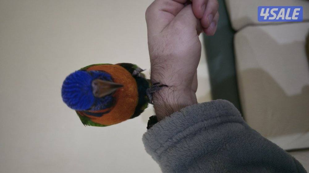 فرخ لوري ذكر4