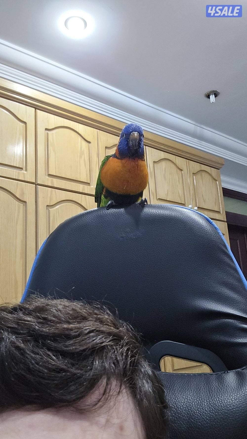 فرخ لوري ذكر5