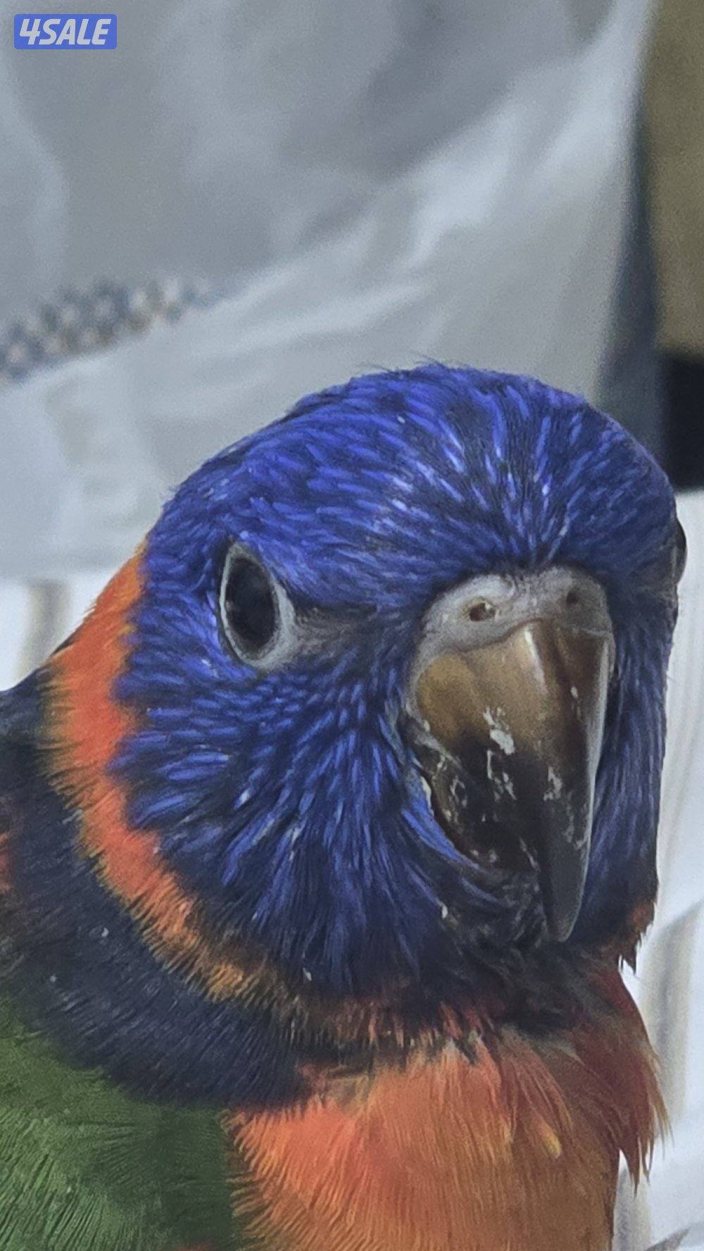 فرخ لوري ذكر6