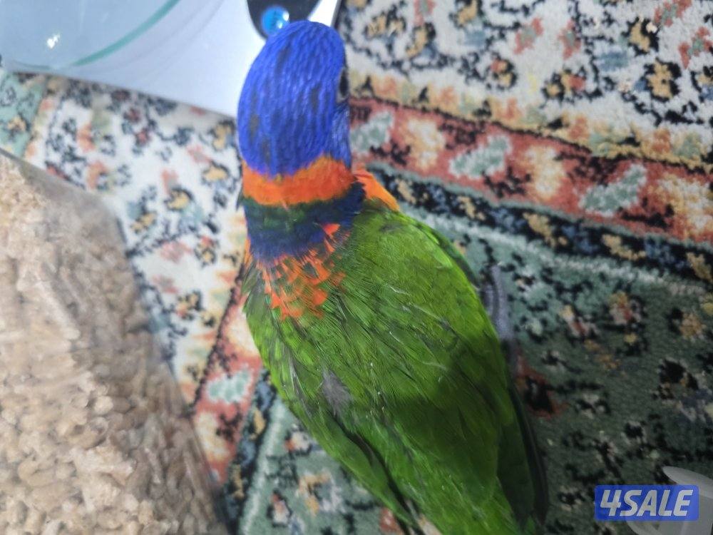 فرخ لوري ذكر7