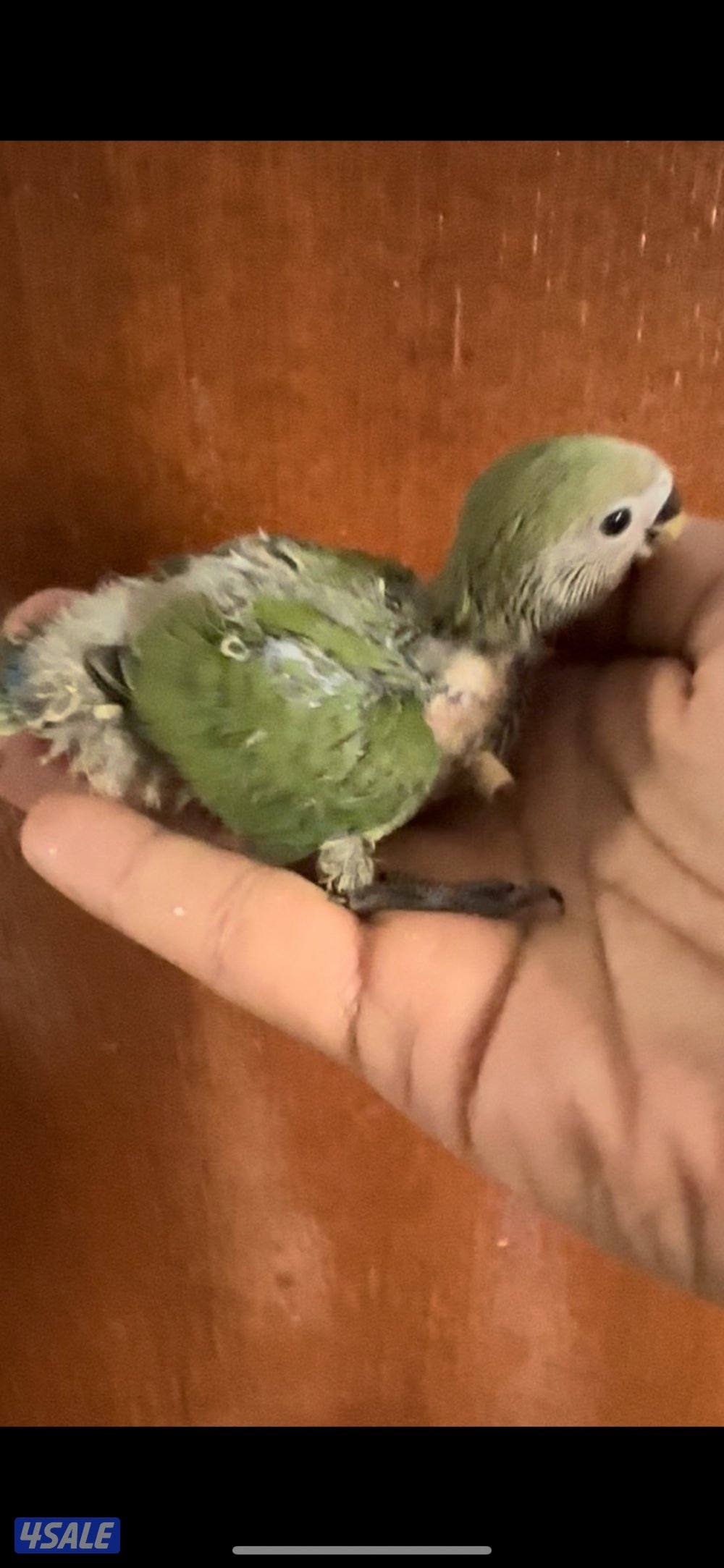 فروخ اللوف بيرد عس0