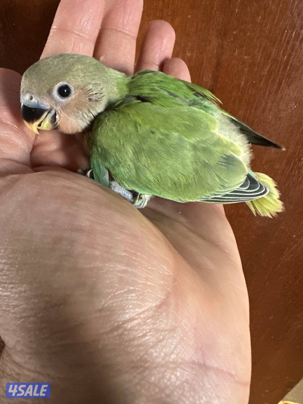 فروخ اللوف بيرد عس1