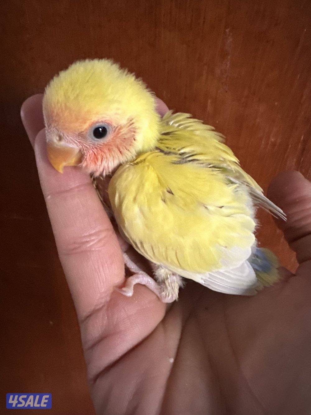 فروخ اللوف بيرد عس2