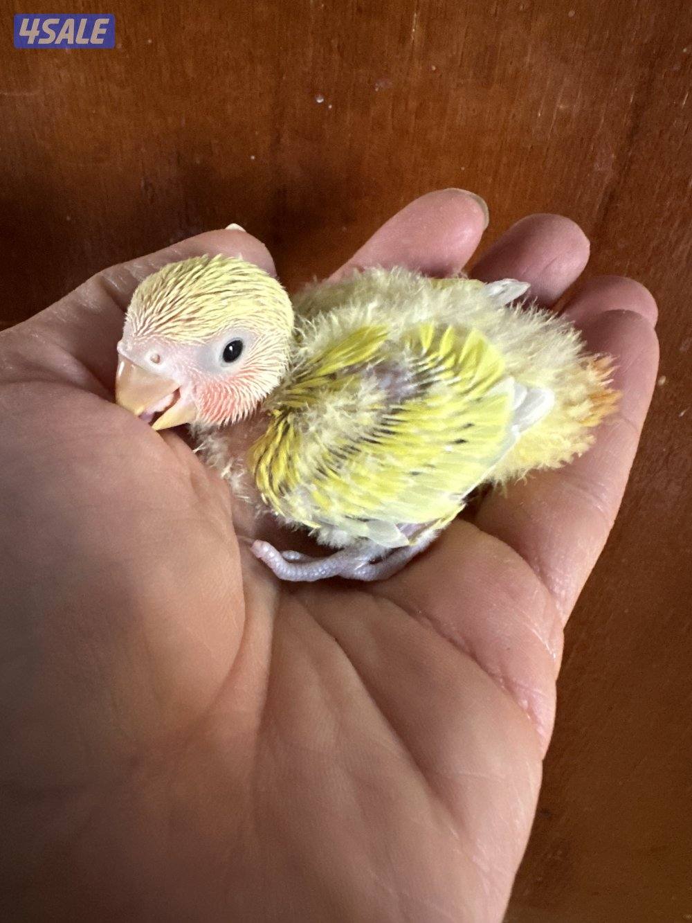 فروخ اللوف بيرد عس3