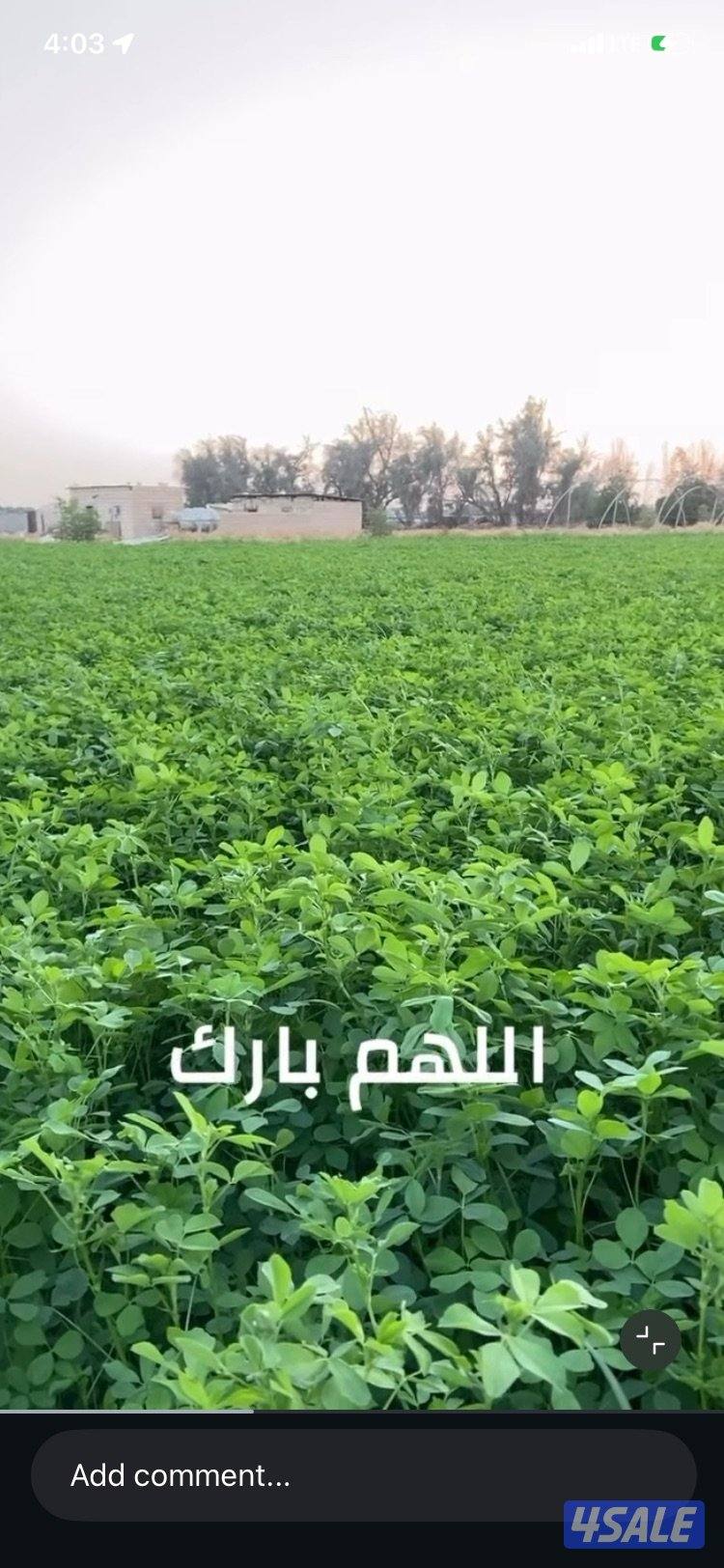 للبيع برسيم جت طري0