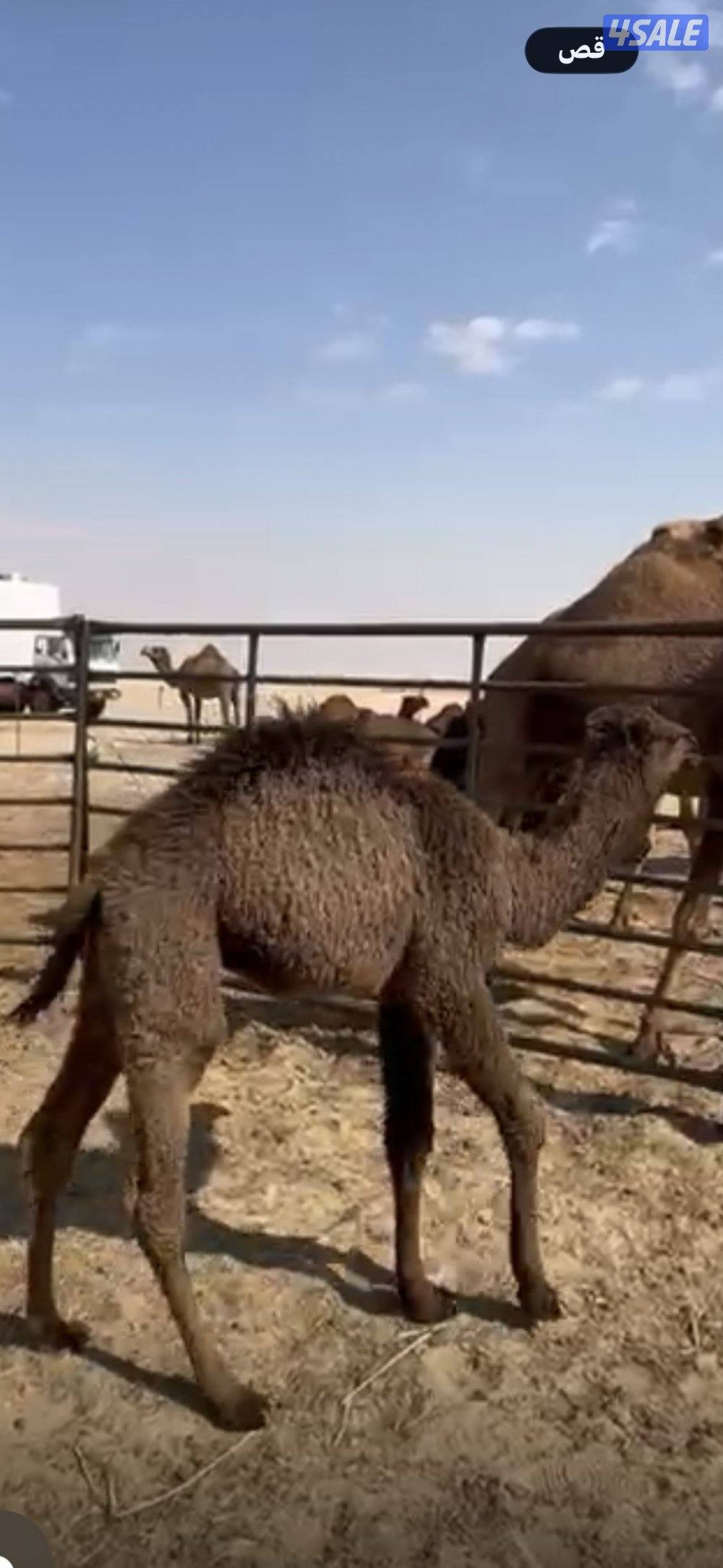 قعود للبيع0