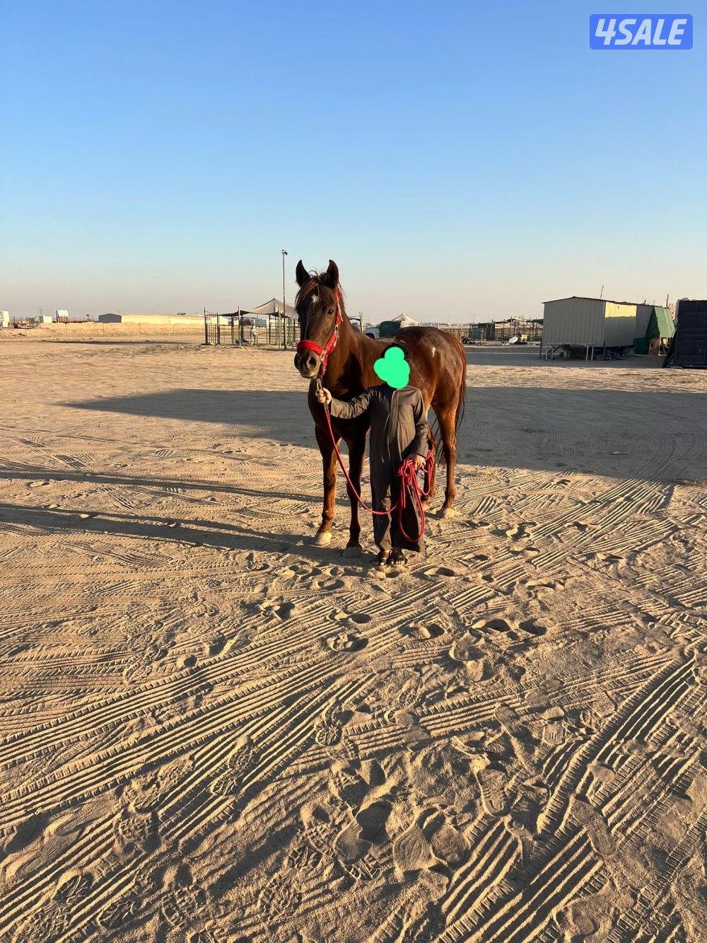 فرس بلدية شقرا0