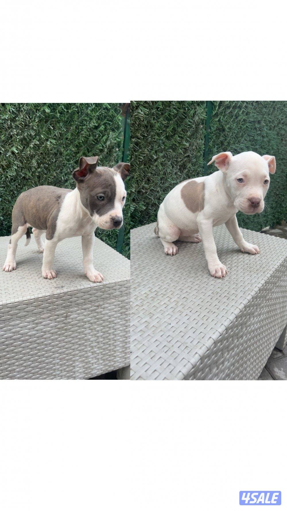 للبيع جراوه American Bully XL العمر شهرين مستوي سوبر و صحه ممتازه0