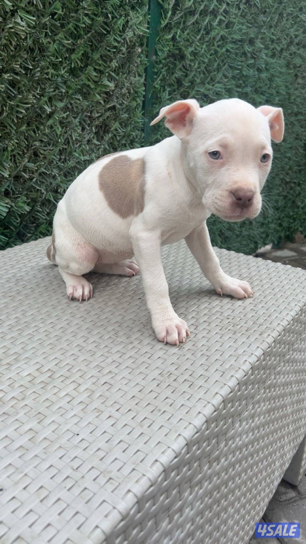 للبيع جراوه American Bully XL العمر شهرين مستوي سوبر و صحه ممتازه1