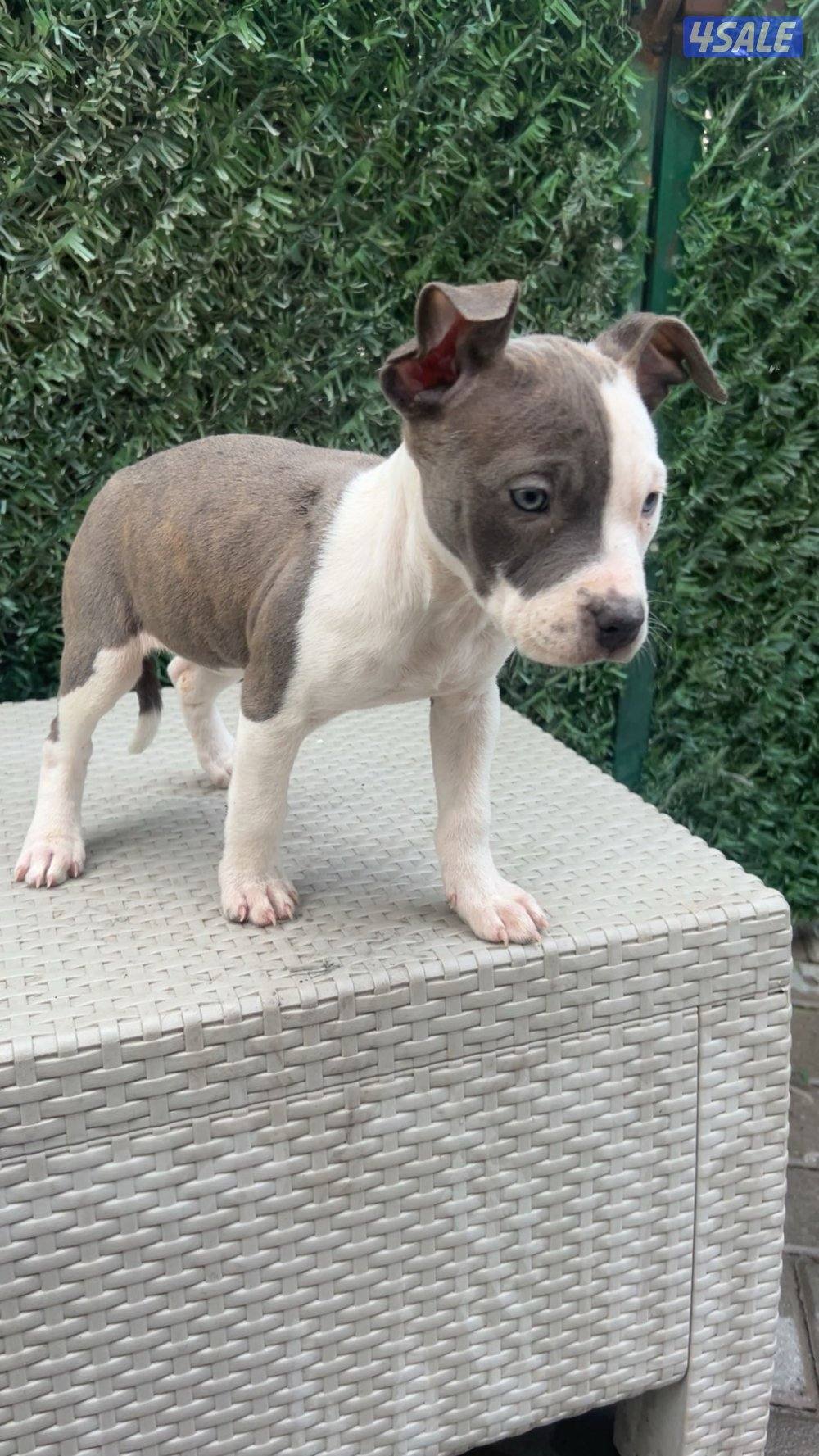 للبيع جراوه American Bully XL العمر شهرين مستوي سوبر و صحه ممتازه2