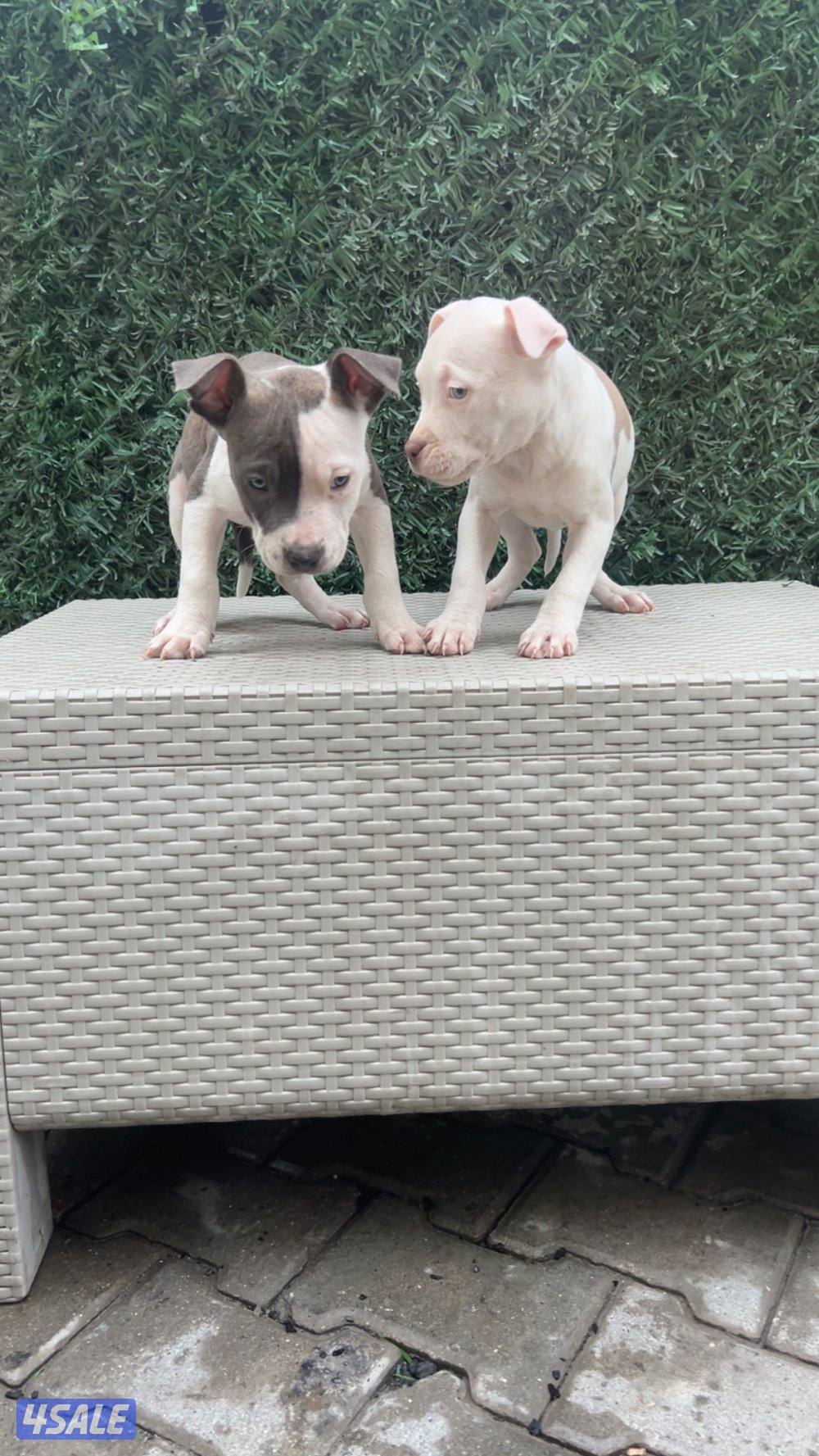 للبيع جراوه American Bully XL العمر شهرين مستوي سوبر و صحه ممتازه3