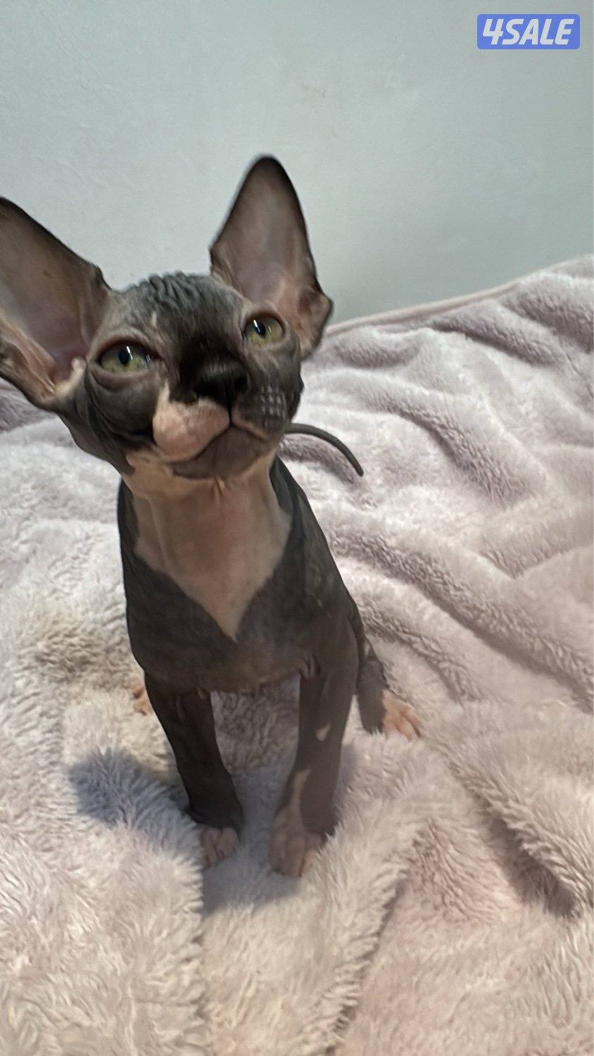 قطط سفنكس-Sphynx Cats0