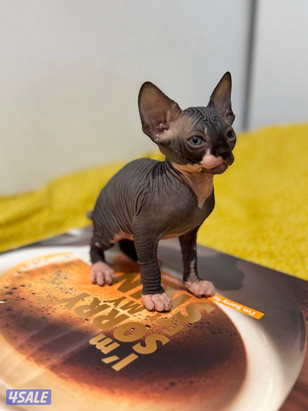 قطط سفنكس-Sphynx Cats1