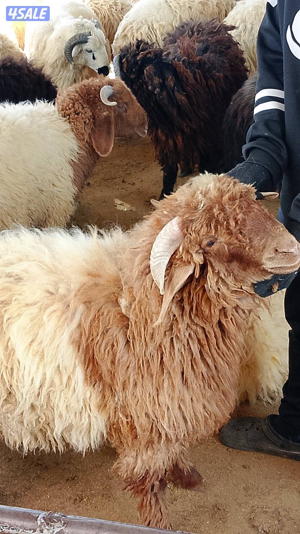 بيع خرفان عربي نعيمي1