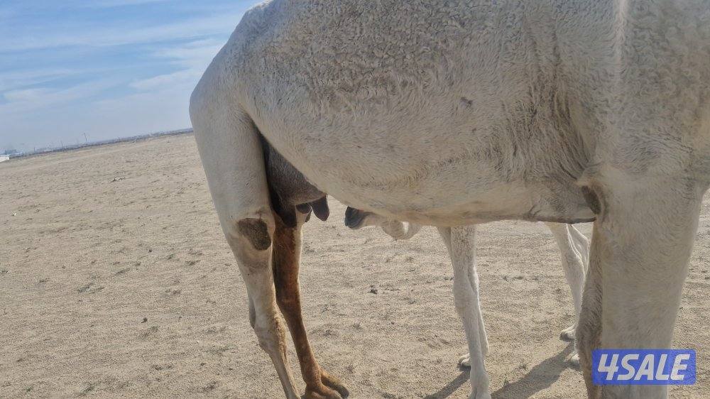 للبيع خلفه. وضحا. شبب. وحليبها طيب. سلم صحاه.2