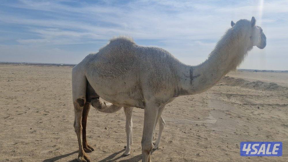 للبيع خلفه. وضحا. شبب. وحليبها طيب. سلم صحاه.3