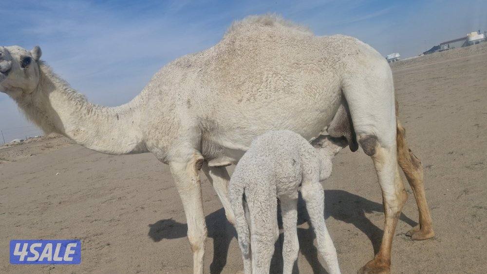 للبيع خلفه. وضحا. شبب. وحليبها طيب. سلم صحاه.4