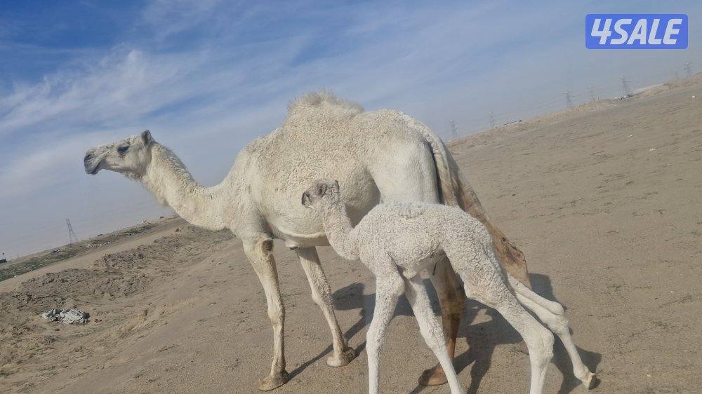 للبيع خلفه. وضحا. شبب. وحليبها طيب. سلم صحاه.5