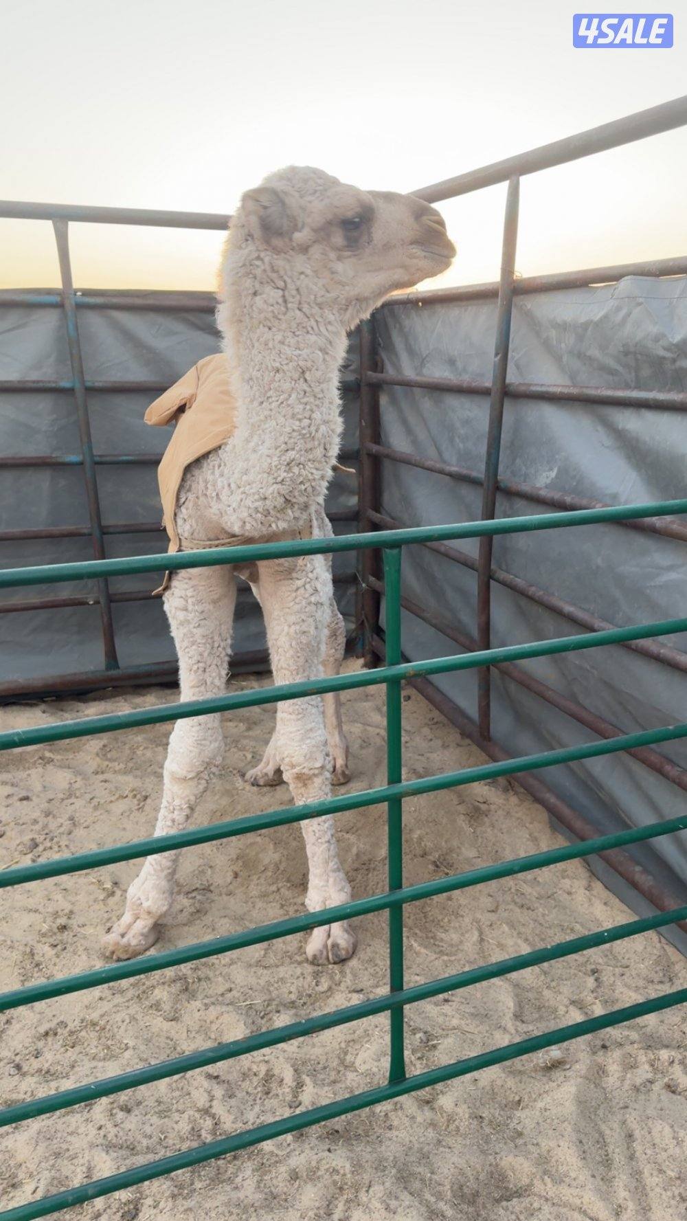 للبيع قعود0