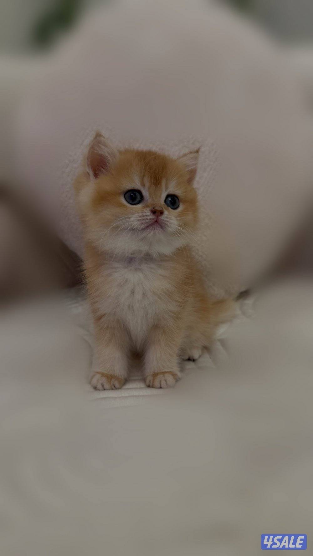 للبيع كتن برتش1