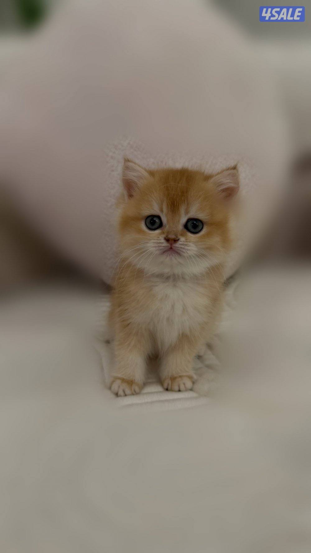 للبيع كتن برتش2