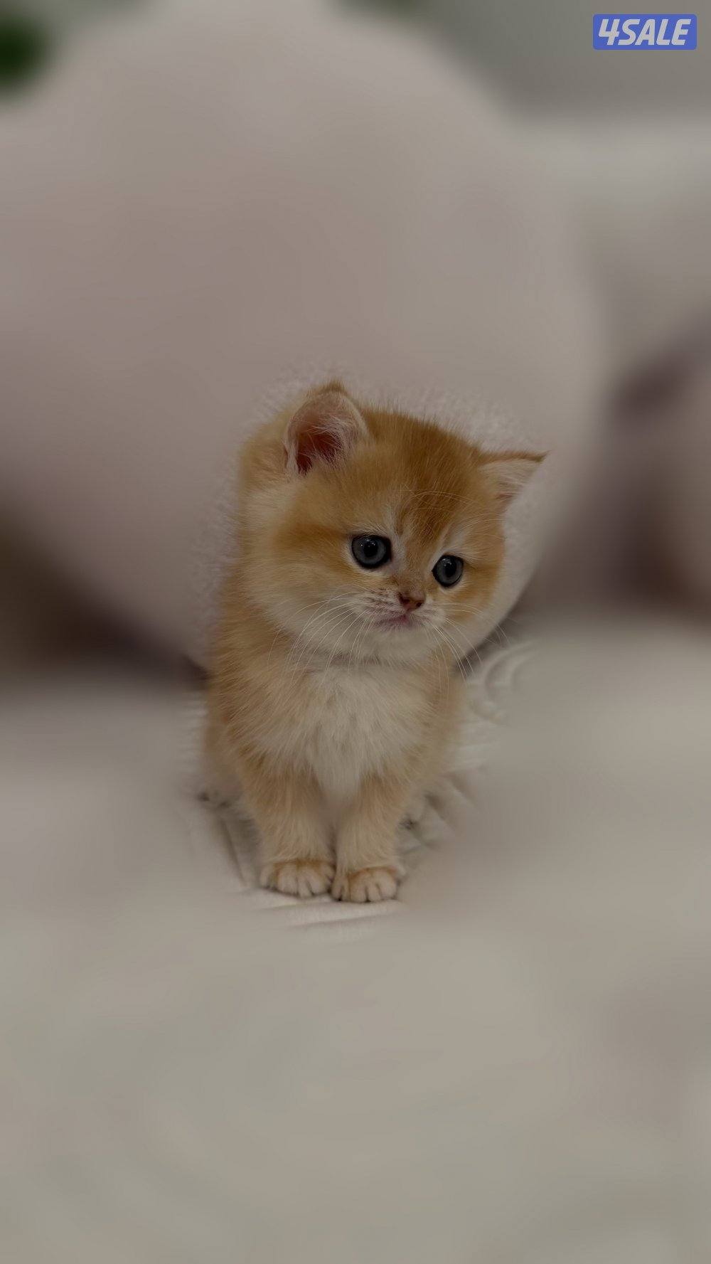 للبيع كتن برتش3