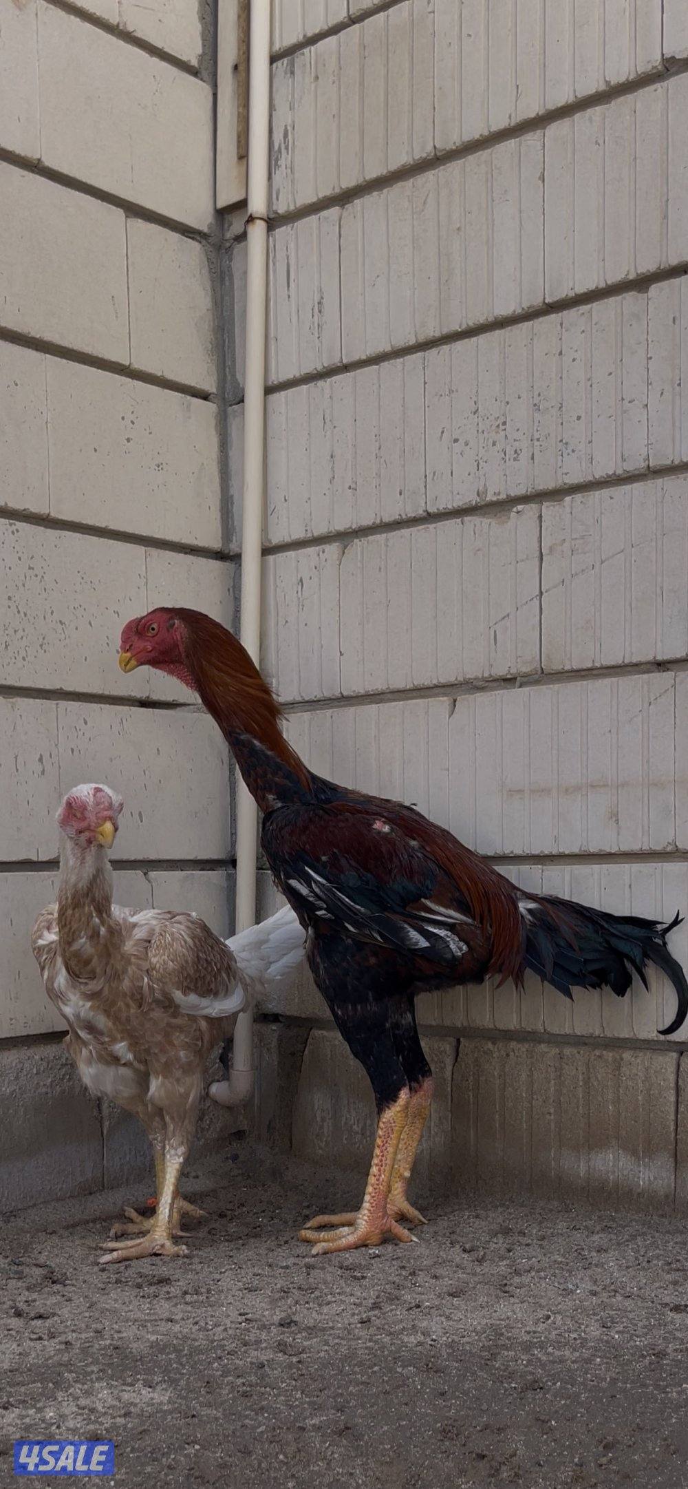 للبيع  جوز هنود مستوى صعب0